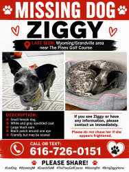 Lost Female Dog last seen Byron center road, Wyoming, MI 49519