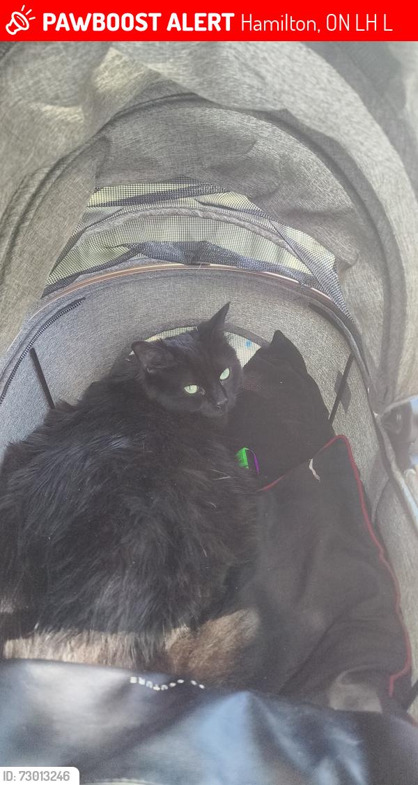 Lost Female Cat last seen Across from the beer store by Spencer's Creek , Hamilton, ON L9H 6L4