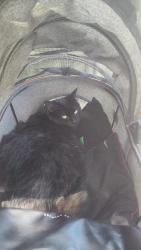 Lost Female Cat last seen Across from the beer store by Spencer's Creek , Hamilton, ON L9H 6L4