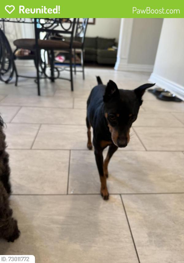 Reunited Male Dog last seen Jersey ave. New Brunswick nj, New Brunswick, NJ 08901