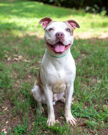 Shelter Stray Male Dog last seen Near Northeast Expy NE, 30345, GA, 3280 Chamblee Dunwoody Rd, Chamblee, GA 30341, USA
