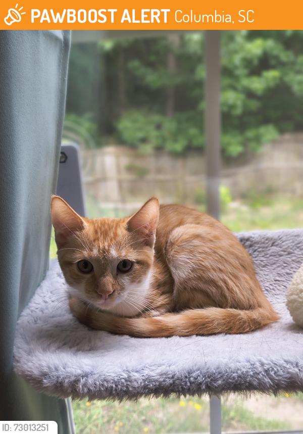 Found/Stray Male Cat last seen Pet Supplies Plus on Clemson Road, Columbia, SC 29211