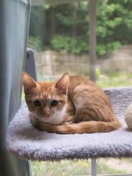 Found/Stray Male Cat last seen Pet Supplies Plus on Clemson Road, Columbia, SC 29211
