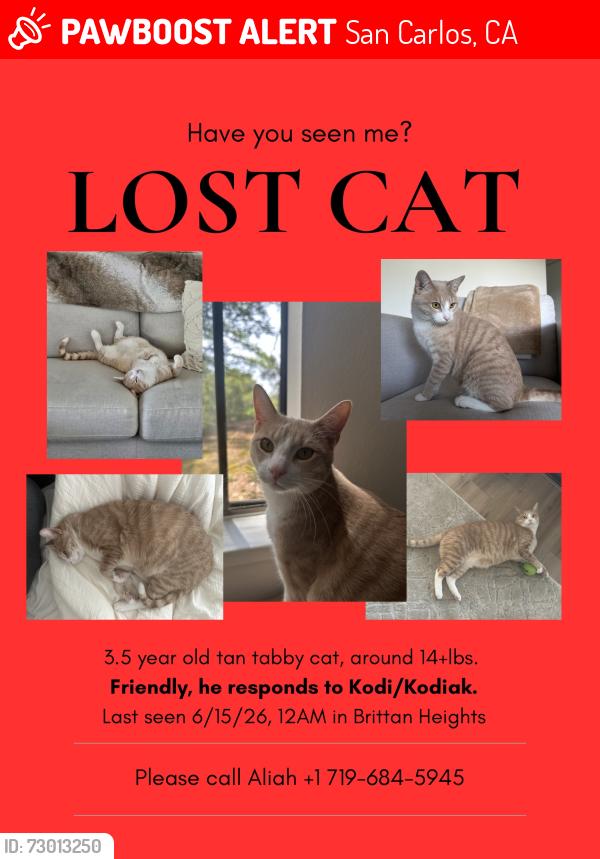 Lost Male Cat last seen Brittan Heights Condominium Complex, San Carlos, CA 94070