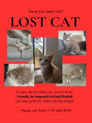 Lost Male Cat last seen Brittan Heights Condominium Complex, San Carlos, CA 94070