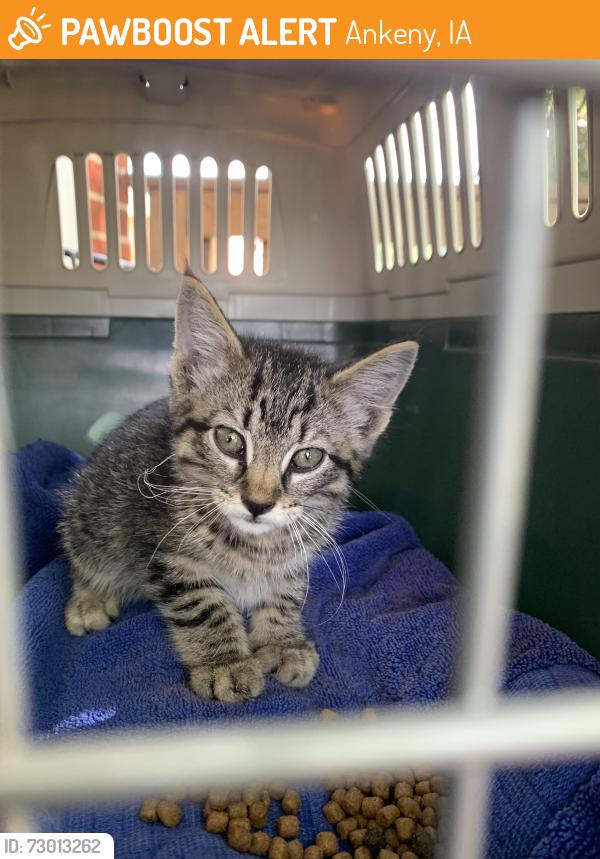 Found/Stray Unknown Cat last seen Baptist College, Ankeny, IA 50023