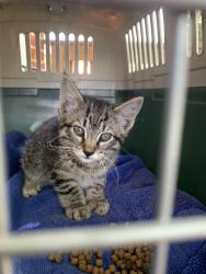 Found/Stray Unknown Cat last seen Baptist College, Ankeny, IA 50023