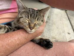 Found/Stray Female Cat last seen 96th and Mudcreek, Indianapolis, IN 46256
