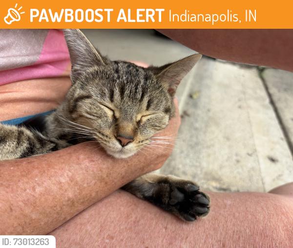 Found/Stray Female Cat last seen 96th and Mudcreek, Indianapolis, IN 46256