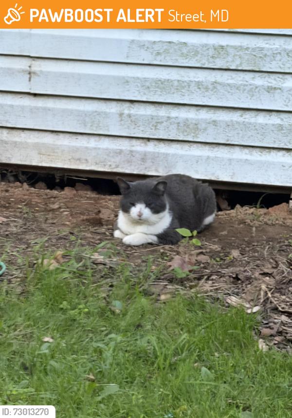 Found/Stray Male Cat last seen Scarboro road , Street, MD 21154