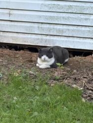 Found/Stray Male Cat last seen Scarboro road , Street, MD 21154
