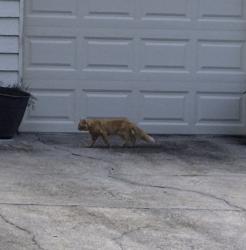 Found/Stray Unknown Cat last seen Henderson Village Parkway, Alpharetta, GA 30004