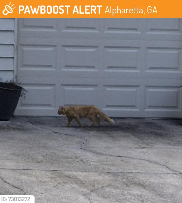 Found/Stray Unknown Cat last seen Henderson Village Parkway, Alpharetta, GA 30004