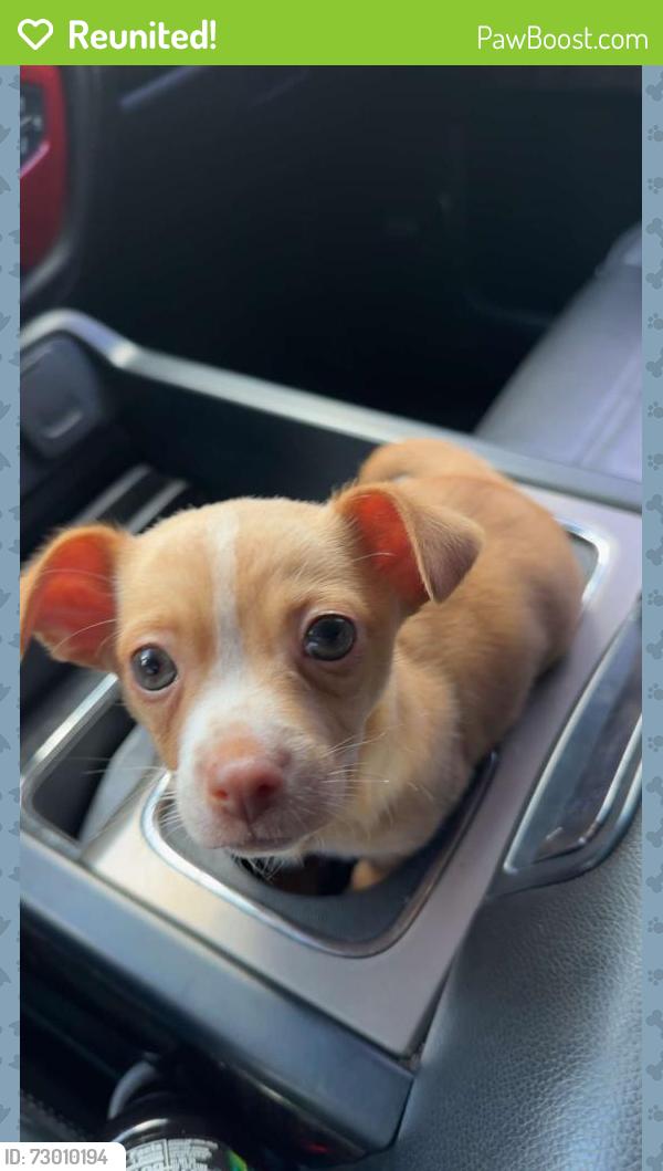 Reunited Male Dog last seen Kirby park, San Angelo, TX 76901