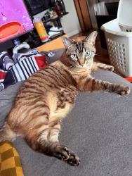 Lost Male Cat last seen Suntree golf course off of wickham road., Melbourne, FL 32940