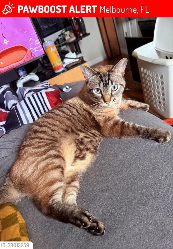 Lost Male Cat last seen Suntree golf course off of wickham road., Melbourne, FL 32940