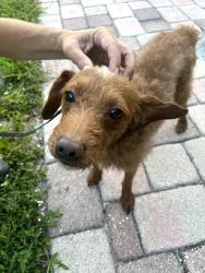 Reunited Male Dog last seen Gateway area between 7th Street N. and 88th/89th Avenue, St. Petersburg, FL 33702