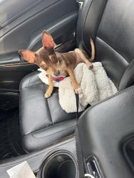 Found/Stray Male Dog last seen Jacksboro highway , Fort Worth, TX 76135