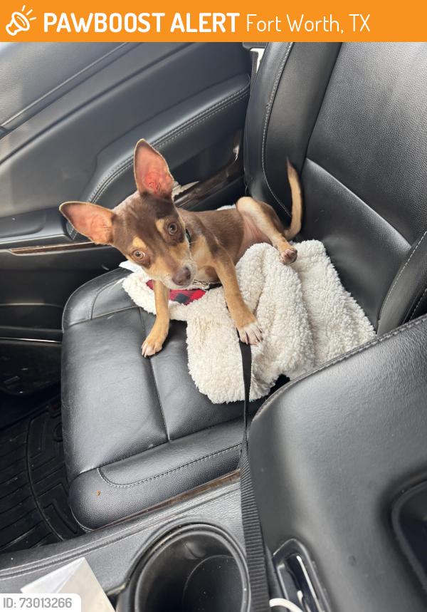 Found/Stray Male Dog last seen Jacksboro highway , Fort Worth, TX 76135