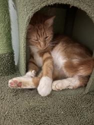 Lost Male Cat last seen Off Western Ave, Albany, NY 12203