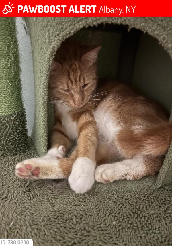 Lost Male Cat last seen Off Western Ave, Albany, NY 12203