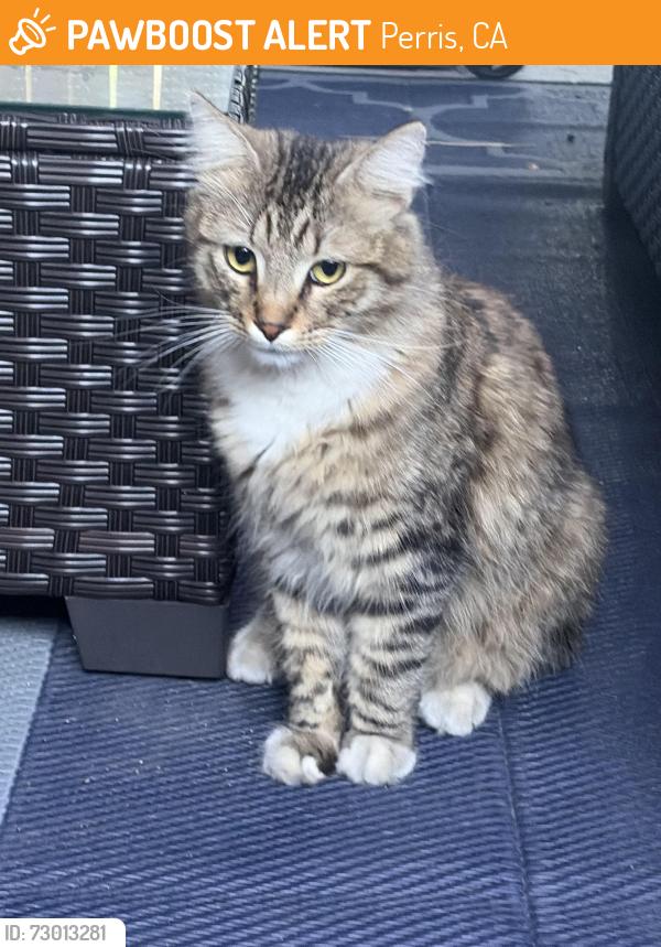 Found/Stray Unknown Cat last seen Near south perris blvd , Perris, CA 92570