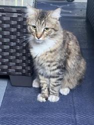 Found/Stray Unknown Cat last seen Near south perris blvd , Perris, CA 92570