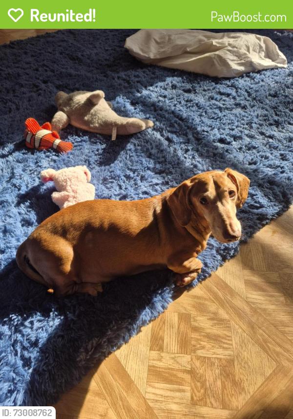 Reunited Male Dog last seen Spring Creek Highway and Roddenberry Sink Road, Crawfordville, FL 32327