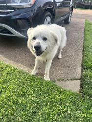Found/Stray Male Dog last seen Town N Country Dr. Cordova, TN 38016, Memphis, TN 38016