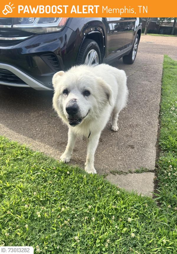 Found/Stray Male Dog last seen Town N Country Dr. Cordova, TN 38016, Memphis, TN 38016