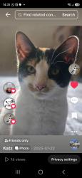 Lost Female Cat last seen RAY loge, Woodford, England IG8 7JF