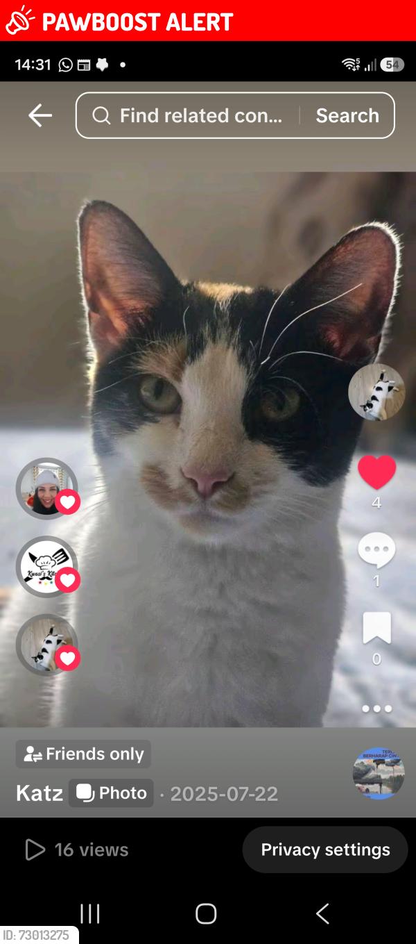 Lost Female Cat last seen RAY loge, Woodford, England IG8 7JF