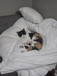 Lost Female Cat last seen Walmart off Kirk road in aurora, Aurora, IL 60502