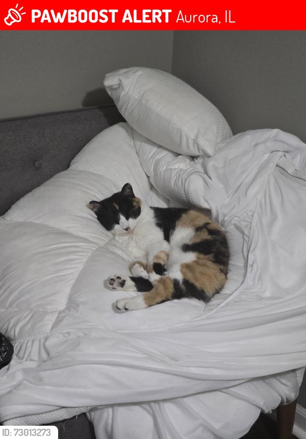 Lost Female Cat last seen Walmart off Kirk road in aurora, Aurora, IL 60502