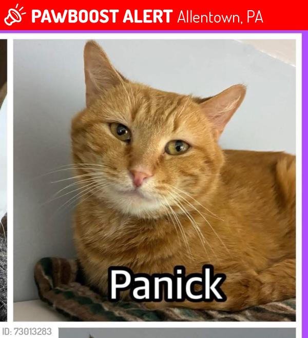 Lost Male Cat last seen 18th&Washington St.Allentown,Pa, Allentown, PA 18104