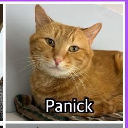 Lost Male Cat last seen 18th&Washington St.Allentown,Pa, Allentown, PA 18104