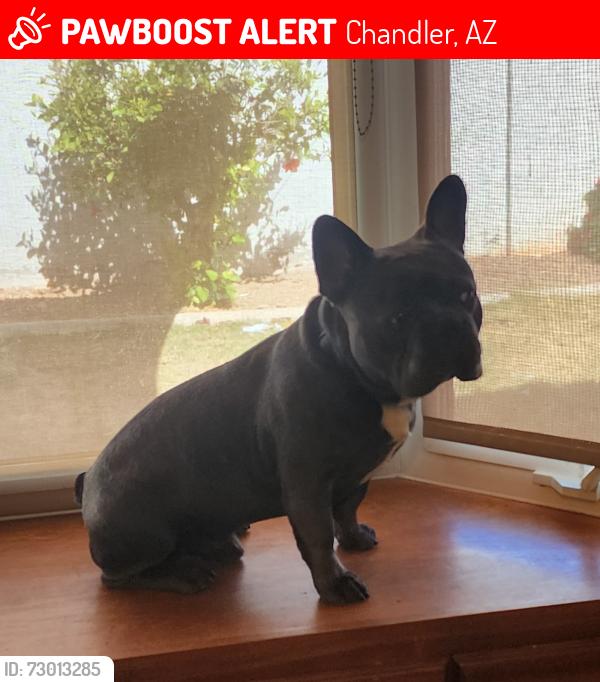 Lost Male Dog last seen Near w folley street, Chandler, AZ 85226