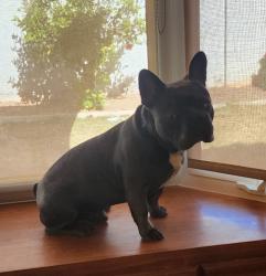 Lost Male Dog last seen Near w folley street, Chandler, AZ 85226