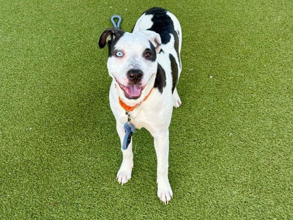 Shelter Stray Female Dog last seen Near S State Street, MURRAY CITY, UT, 84107, 511 W 3900 S, Salt Lake City, UT 84123, USA