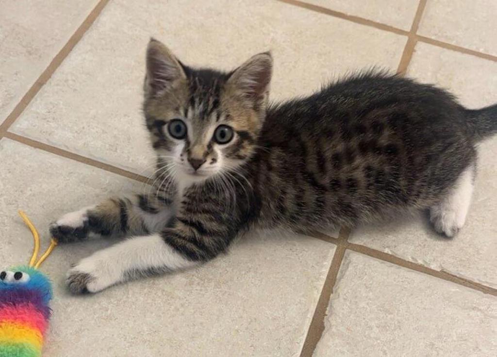 Shelter Stray Male Cat last seen Near E 5600 S, MURRAY CITY, UT, 84121, 511 W 3900 S, Salt Lake City, UT 84123, USA