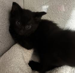 Shelter Stray Male Cat last seen Near S Twain Drive, Magna Township, UT, 84044, 511 W 3900 S, Salt Lake City, UT 84123, USA