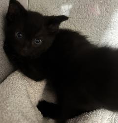 Shelter Stray Male Cat last seen Near S Twain Drive, Magna Township, UT, 84044, 511 W 3900 S, Salt Lake City, UT 84123, USA