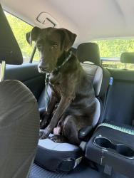 Reunited Female Dog last seen Shelby Golf Course Hole 10, Nashville, TN 37206