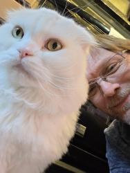 Lost Male Cat last seen E John St and 27th, Seattle, WA 98112