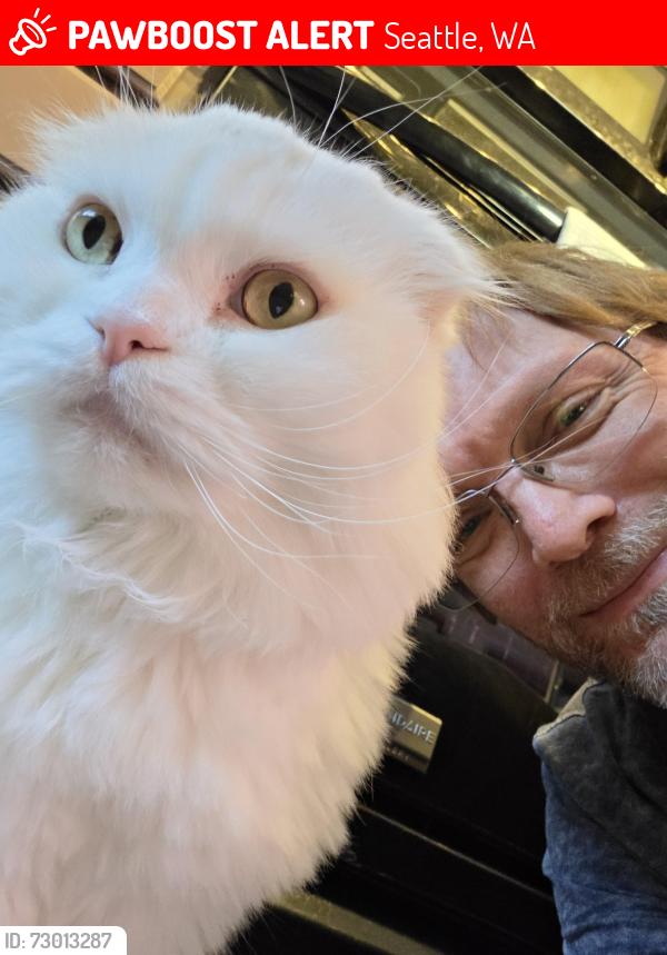 Lost Male Cat last seen E John St and 27th, Seattle, WA 98112