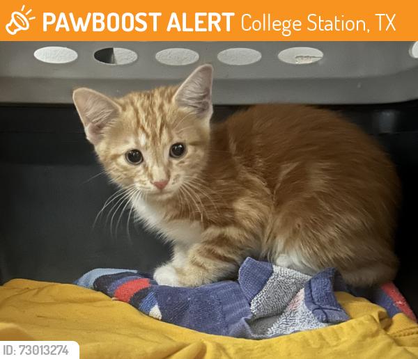Found/Stray Male Cat last seen Trotter Lane, College Station, TX 77845