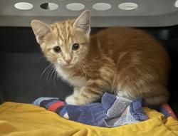 Found/Stray Male Cat last seen Trotter Lane, College Station, TX 77845