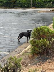 Found/Stray Unknown Dog last seen Dunkin donuts , Decatur, GA 30034