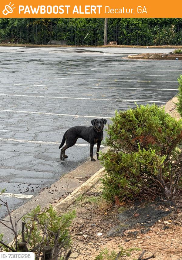 Found/Stray Unknown Dog last seen Dunkin donuts , Decatur, GA 30034