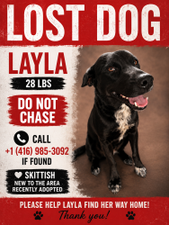 Lost Female Dog last seen Near ridgewood crescent , London, ON N6J 3H2